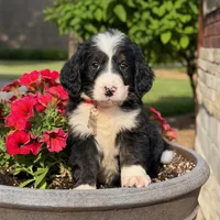 Ollie, a male Goldendoodle and Golden Mountain Doodle for sale in Wolcott, IN – 7 of 10