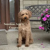 Charlie - Moyen Poodle, a male Poodle - Multi-Colored Standard and Poodle - Miniature  for sale in Wolcott, IN – Photo 9 of 9