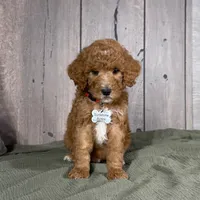 Charlie - Moyen Poodle, a male Poodle - Multi-Colored Standard and Poodle - Miniature  for sale in Wolcott, IN – Photo 1 of 9