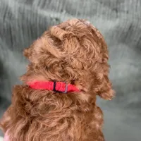 Charlie - Moyen Poodle, a male Poodle - Multi-Colored Standard and Poodle - Miniature  for sale in Wolcott, IN – Photo 4 of 9