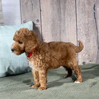 Charlie - Moyen Poodle, a male Poodle - Multi-Colored Standard and Poodle - Miniature  for sale in Wolcott, IN – Photo 6 of 9