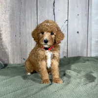 Charlie - Moyen Poodle, a male Poodle - Multi-Colored Standard and Poodle - Miniature  for sale in Wolcott, IN – Photo 3 of 9