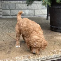 Charlie - Moyen Poodle, a male Poodle - Multi-Colored Standard and Poodle - Miniature  for sale in Wolcott, IN – Photo 5 of 9