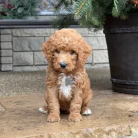 Charlie - Moyen Poodle, a male Poodle - Multi-Colored Standard and Poodle - Miniature  for sale in Wolcott, IN – Photo 7 of 9