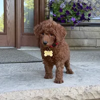 Winston, a male Poodle - Miniature  and Poodle - Standard  for sale in Wolcott, IN – 5 of 6