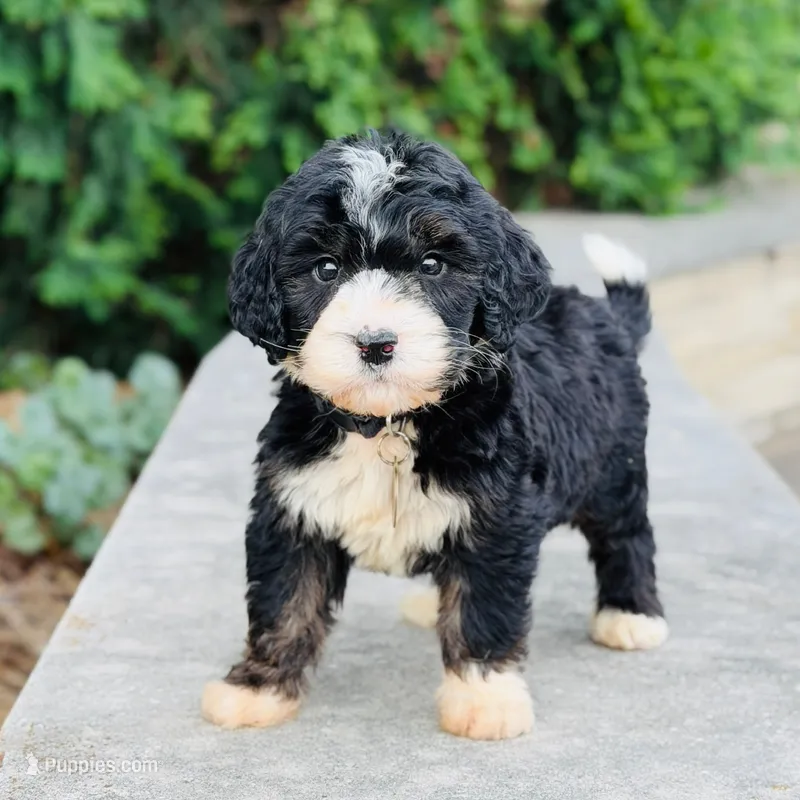 Oreo – Bernedoodle, Golden Mountain Doodle puppy for sale in Wolcott, IN