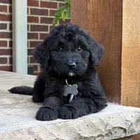 Milo, a male Goldendoodle and Golden Mountain Doodle for sale in Wolcott, IN – 7 of 7