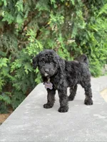 Leo, a male Goldendoodle and Golden Mountain Doodle for sale in Wolcott, IN – 5 of 10