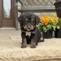 Juno, a male Goldendoodle and Bernedoodle for sale in Wolcott, IN – Photo 4 of 6