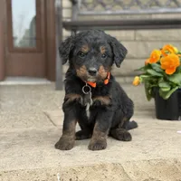 Juno, a male Goldendoodle and Bernedoodle for sale in Wolcott, IN – Photo 5 of 6