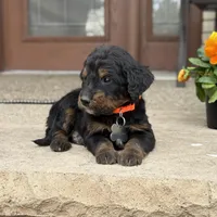 Juno, a male Goldendoodle and Bernedoodle for sale in Wolcott, IN – Photo 6 of 6