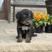 Juno, a male Goldendoodle and Bernedoodle for sale in Wolcott, IN – Photo 3 of 6
