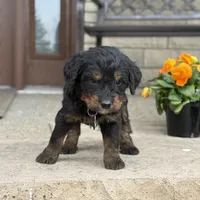 Juno, a male Goldendoodle and Bernedoodle for sale in Wolcott, IN – Photo 2 of 6