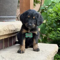 Jasper, a male Goldendoodle and Golden Mountain Doodle for sale in Wolcott, IN – 5 of 9