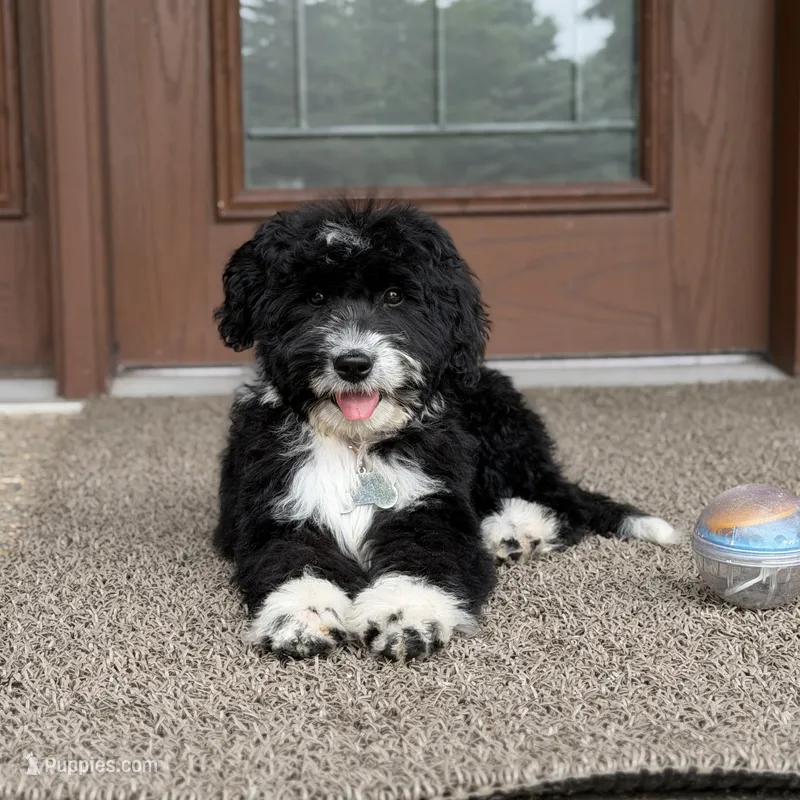 Willow – Goldendoodle, Bernedoodle puppy for sale in Wolcott, IN