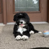 Willow, a female Goldendoodle and Bernedoodle for sale in Wolcott, IN – 1 of 5