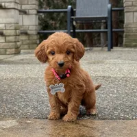 Sophie - Irish Goldendoodle, a female Poodle - Miniature  and Miniature Goldendoodle for sale in Wolcott, IN – Photo 3 of 9
