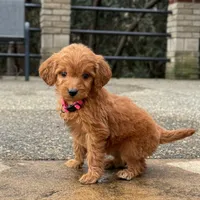 Sophie - Irish Goldendoodle, a female Poodle - Miniature  and Miniature Goldendoodle for sale in Wolcott, IN – Photo 5 of 9
