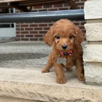 processed/f7a277e0-d908-4acd-9ed4-1b3f56184d8e/listing/b463f29c-0196-4b29-8a6a-ea2b162cb16c/4e9e5fe6-6028-41a3-8abf-f486df3d9a09