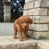 Sophie - Irish Goldendoodle, a female Poodle - Miniature  and Miniature Goldendoodle for sale in Wolcott, IN – Photo 6 of 9