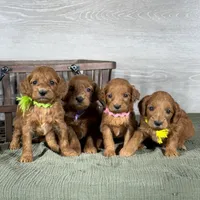 Sophie - Irish Goldendoodle, a female Poodle - Miniature  and Miniature Goldendoodle for sale in Wolcott, IN – Photo 4 of 9