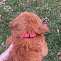 Sophie - Irish Goldendoodle, a female Poodle - Miniature  and Miniature Goldendoodle for sale in Wolcott, IN – Photo 8 of 9