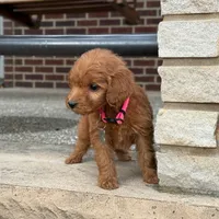 Sophie - Irish Goldendoodle, a female Poodle - Miniature  and Miniature Goldendoodle for sale in Wolcott, IN – Photo 7 of 9