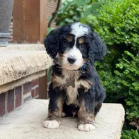 Bandit, a male Goldendoodle and Golden Mountain Doodle for sale in Wolcott, IN – 6 of 9