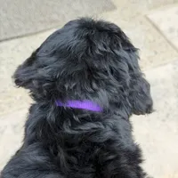 Leo, a male Goldendoodle and Golden Mountain Doodle for sale in Wolcott, IN – 6 of 10