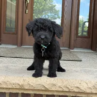 Sadie, a female Goldendoodle and Golden Mountain Doodle for sale in Wolcott, IN – 4 of 6