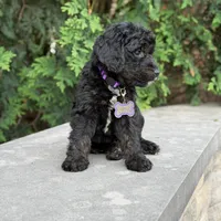 Leo, a male Goldendoodle and Golden Mountain Doodle for sale in Wolcott, IN – 2 of 10