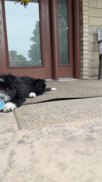 Willow, a female Goldendoodle and Bernedoodle for sale in Wolcott, IN – 5 of 5