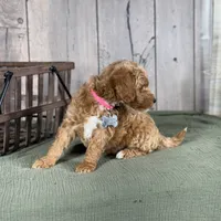 Bella - Moyen Poodle, a female Poodle - Miniature  and Poodle - Standard  for sale in Wolcott, IN – Photo 5 of 9