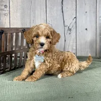 Bella - Moyen Poodle, a female Poodle - Miniature  and Poodle - Standard  for sale in Wolcott, IN – Photo 7 of 9