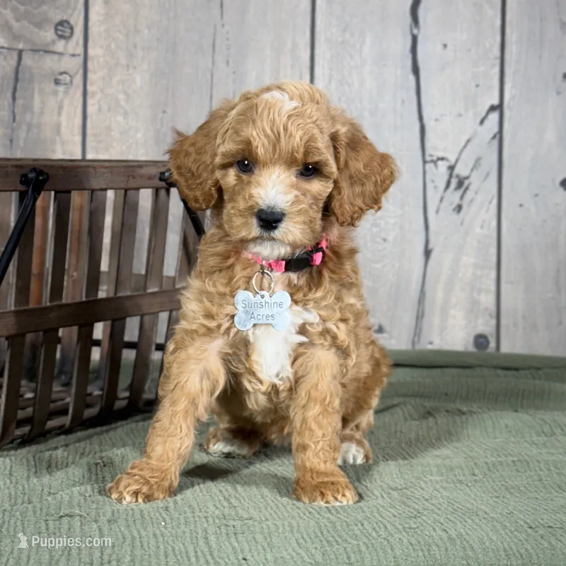 Bella - Moyen Poodle