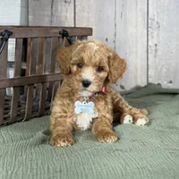 Bella - Moyen Poodle, a female Poodle - Miniature  and Poodle - Standard  for sale in Wolcott, IN – Photo 4 of 9