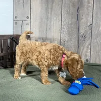 Bella - Moyen Poodle, a female Poodle - Miniature  and Poodle - Standard  for sale in Wolcott, IN – Photo 2 of 9