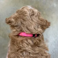 Bella - Moyen Poodle, a female Poodle - Miniature  and Poodle - Standard  for sale in Wolcott, IN – Photo 6 of 9