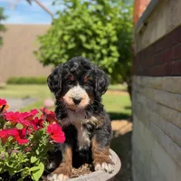 Poppy, a female Bernedoodle and Golden Mountain Doodle for sale in Wolcott, IN – 7 of 10