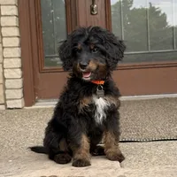 Juno, a male Goldendoodle and Bernedoodle for sale in Wolcott, IN – 3 of 6