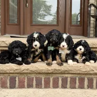 Daisy, a female Bernedoodle and Golden Mountain Doodle for sale in Wolcott, IN – 5 of 10