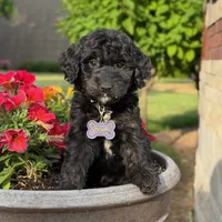 Leo, a male Goldendoodle and Golden Mountain Doodle for sale in Wolcott, IN – 9 of 10