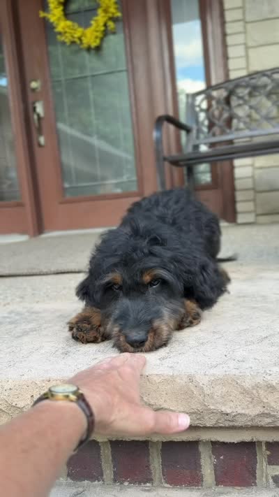 Bear, a male Goldendoodle and Bernedoodle for sale in Wolcott, IN – 2 of 7