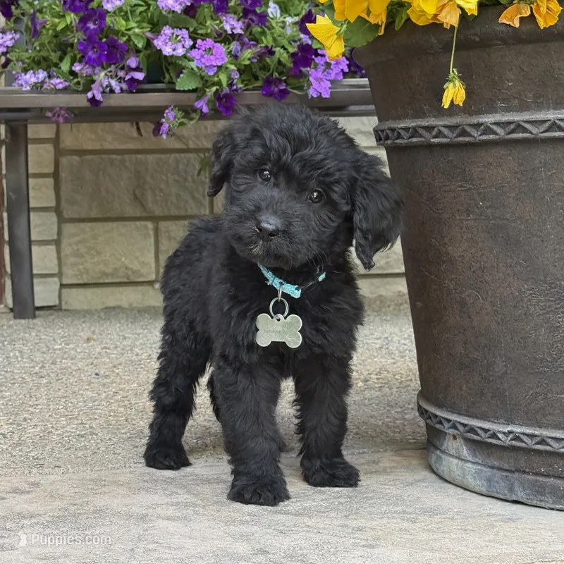 Sadie – Goldendoodle, Golden Mountain Doodle puppy for sale in Wolcott, IN