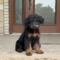 Bear, a male Goldendoodle and Bernedoodle for sale in Wolcott, IN – 3 of 8