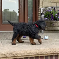 Bear, a male Goldendoodle and Bernedoodle for sale in Wolcott, IN – 6 of 8