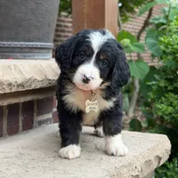 Ollie, a male Goldendoodle and Golden Mountain Doodle for sale in Wolcott, IN – 2 of 10
