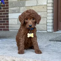 Moyen Poodle Winston, a male Poodle - Standard  for sale in Wolcott, IN – 4 of 6