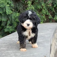 Oreo, a male Bernedoodle and Golden Mountain Doodle for sale in Wolcott, IN – 2 of 10