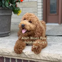 Winston, a male Poodle - Miniature  and Poodle - Standard  for sale in Wolcott, IN – 2 of 6